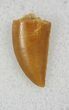 Nice Raptor Tooth From Morocco - #26053-1